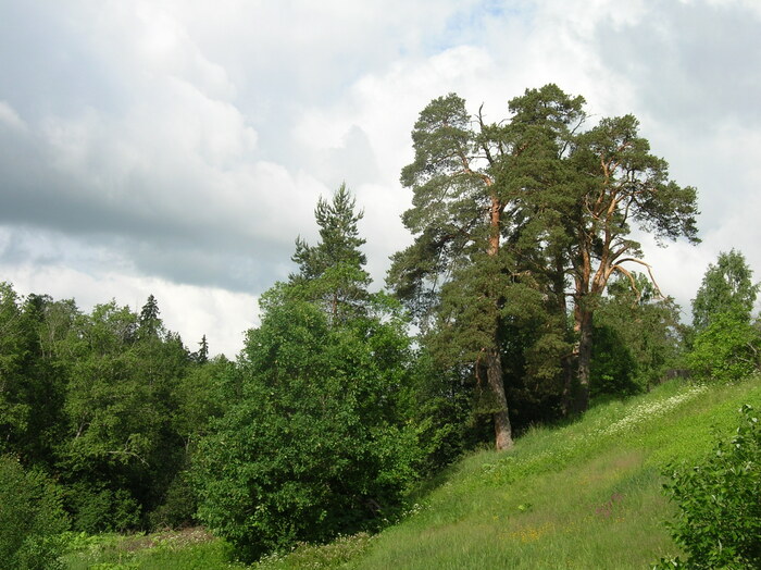 Около Сиверской