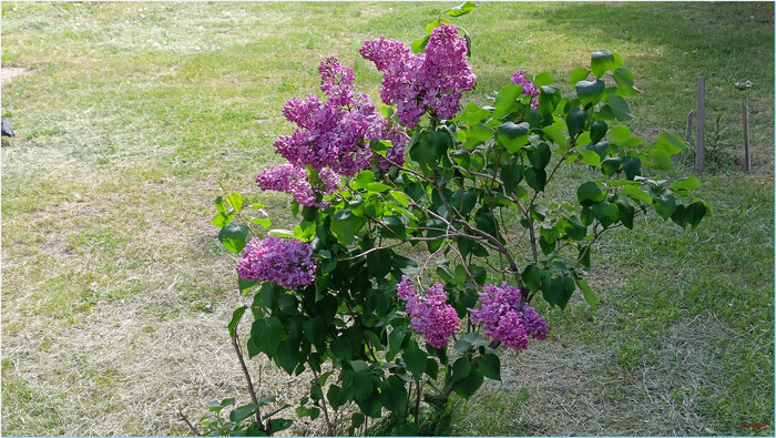 Куст сирени