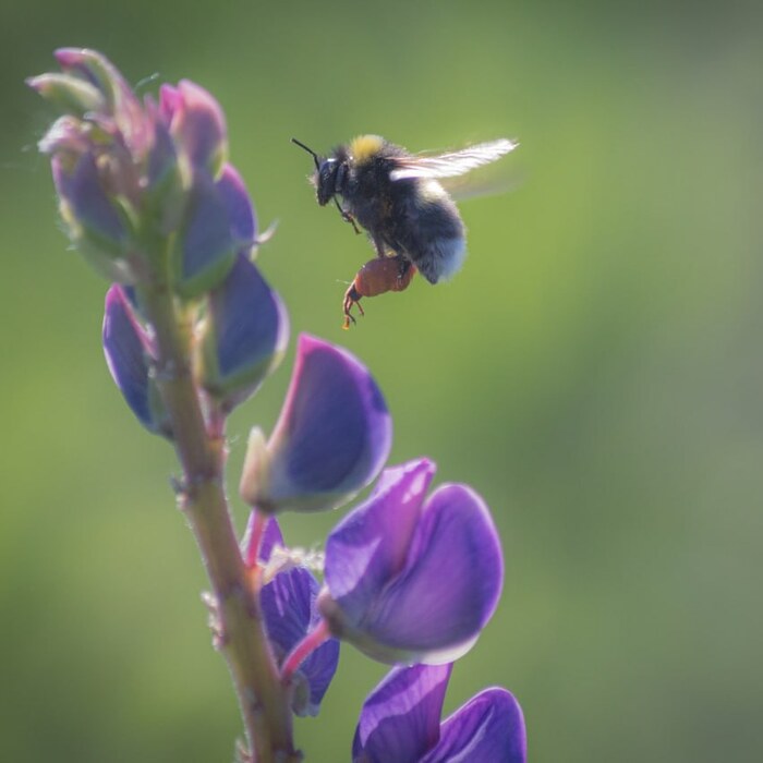 �� �������