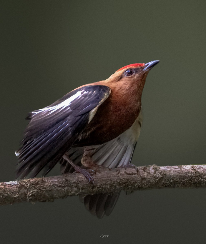   , . Machaeropterus deliciosus ( . makhaira ""  pteros "";  deliciosus  . ""), . ;   -   - 