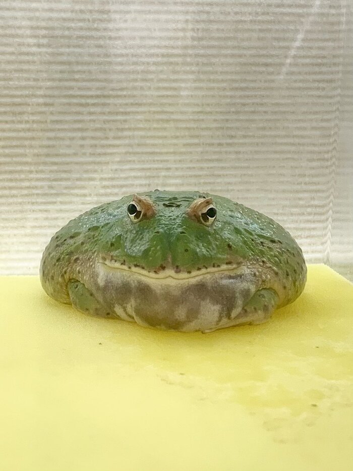 Это среда, мои чуваки