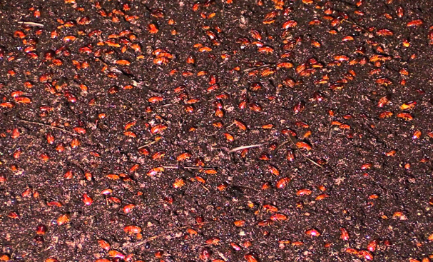 Как вам такое покрытие пола в мещере? Это тараканы.