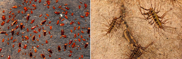 А вот и мухоловки, ласково погладят усиками за лодыжку.