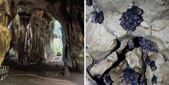 Там, где своды высокие, гроздьями висят летучие мыши.