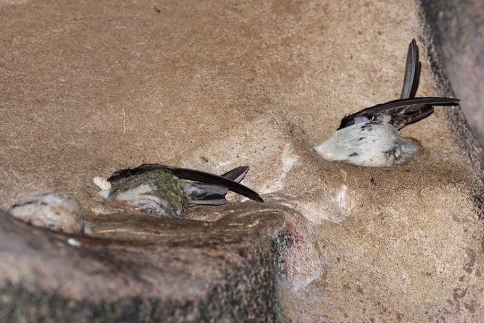 Погибшие стрижи тоже там на полу.