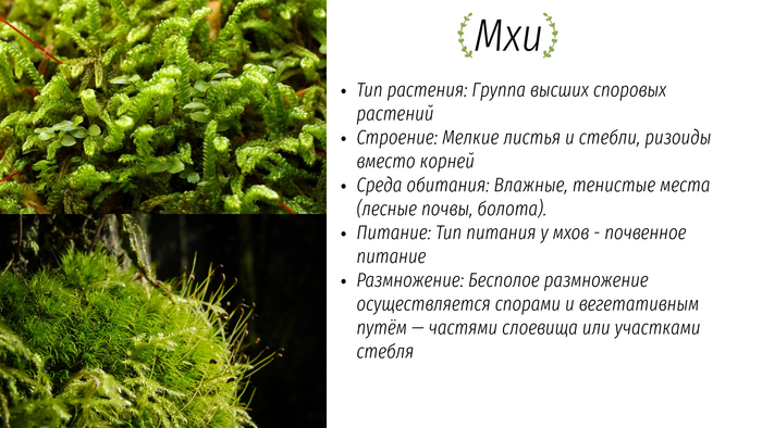 Отличие лишайников от мхов