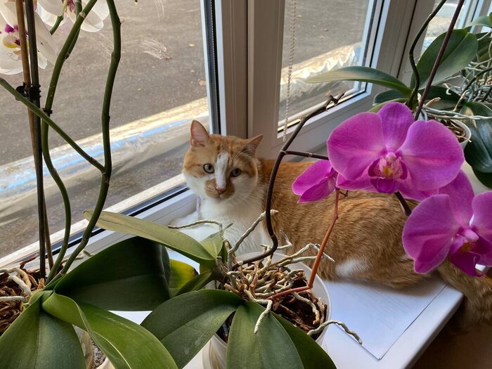 Мне всегда нравилась эта орхидея.