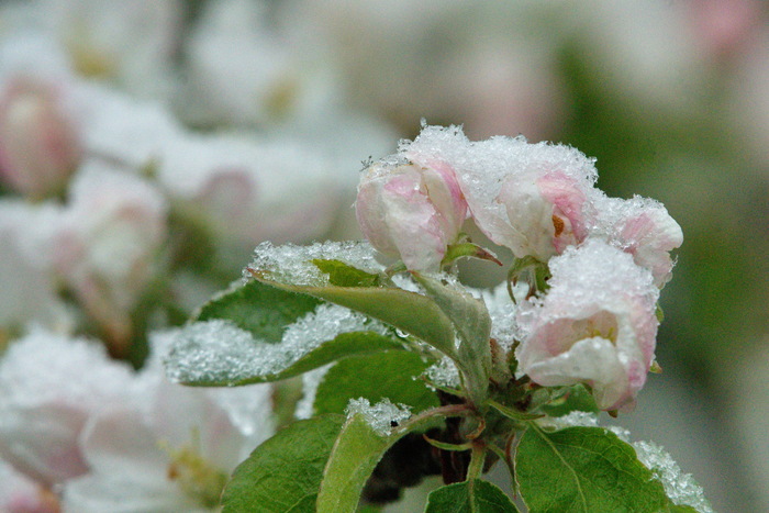 Яблоня в снегу
