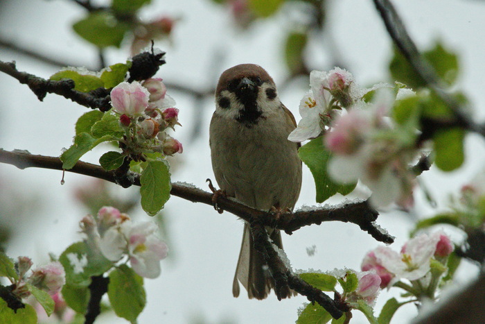 Полевой воробей