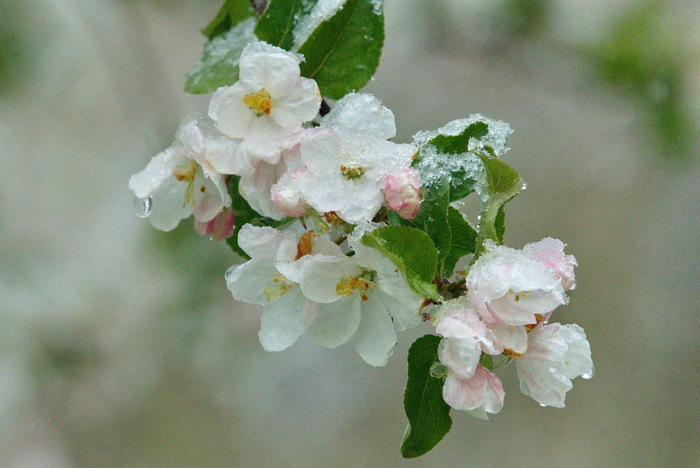 Яблоня в снегу