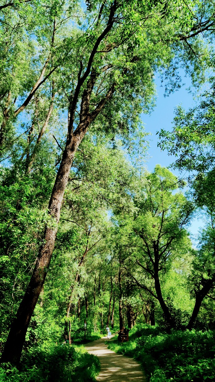 Серебряный бор. Москва Достопримечательности, Москва, Культура, Парк, Природа, Длиннопост