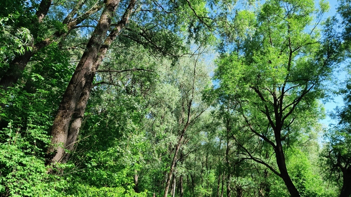 Серебряный бор. Москва Достопримечательности, Москва, Культура, Парк, Природа, Длиннопост