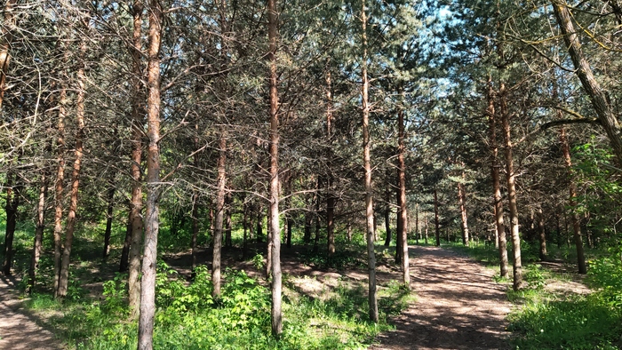 Серебряный бор. Москва Достопримечательности, Москва, Культура, Парк, Природа, Длиннопост