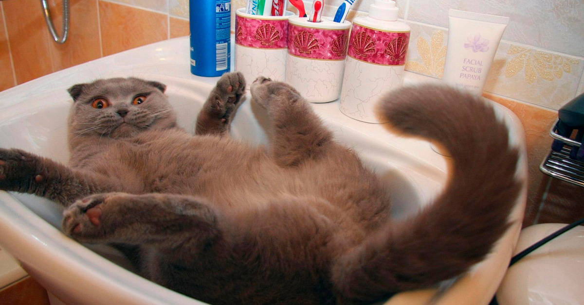 Приколы включи пожалуйста. Смешные видео с котом. Коты ржака. Можно мне пожалуйста котика. Мемы с котами.