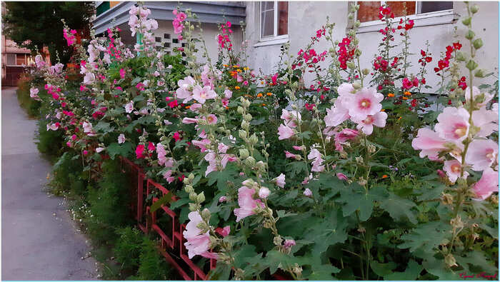 Городские цветы