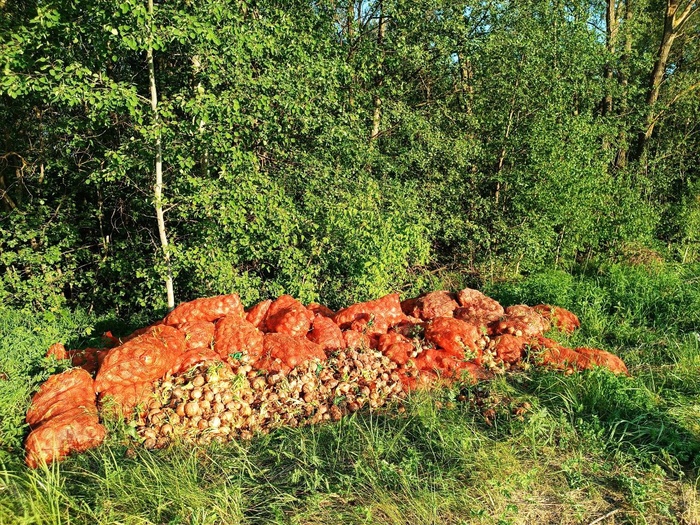 Кто-то выкинул много лука