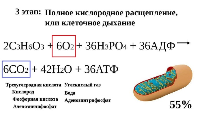 Кислород, который поступает в клетку, участвует в реакции получения энергии. В ходе этой реакции выделяется углекислый газ, который является побочным продуктом.