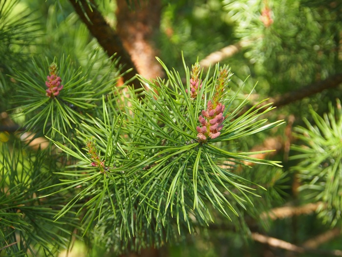 шишки распускаются