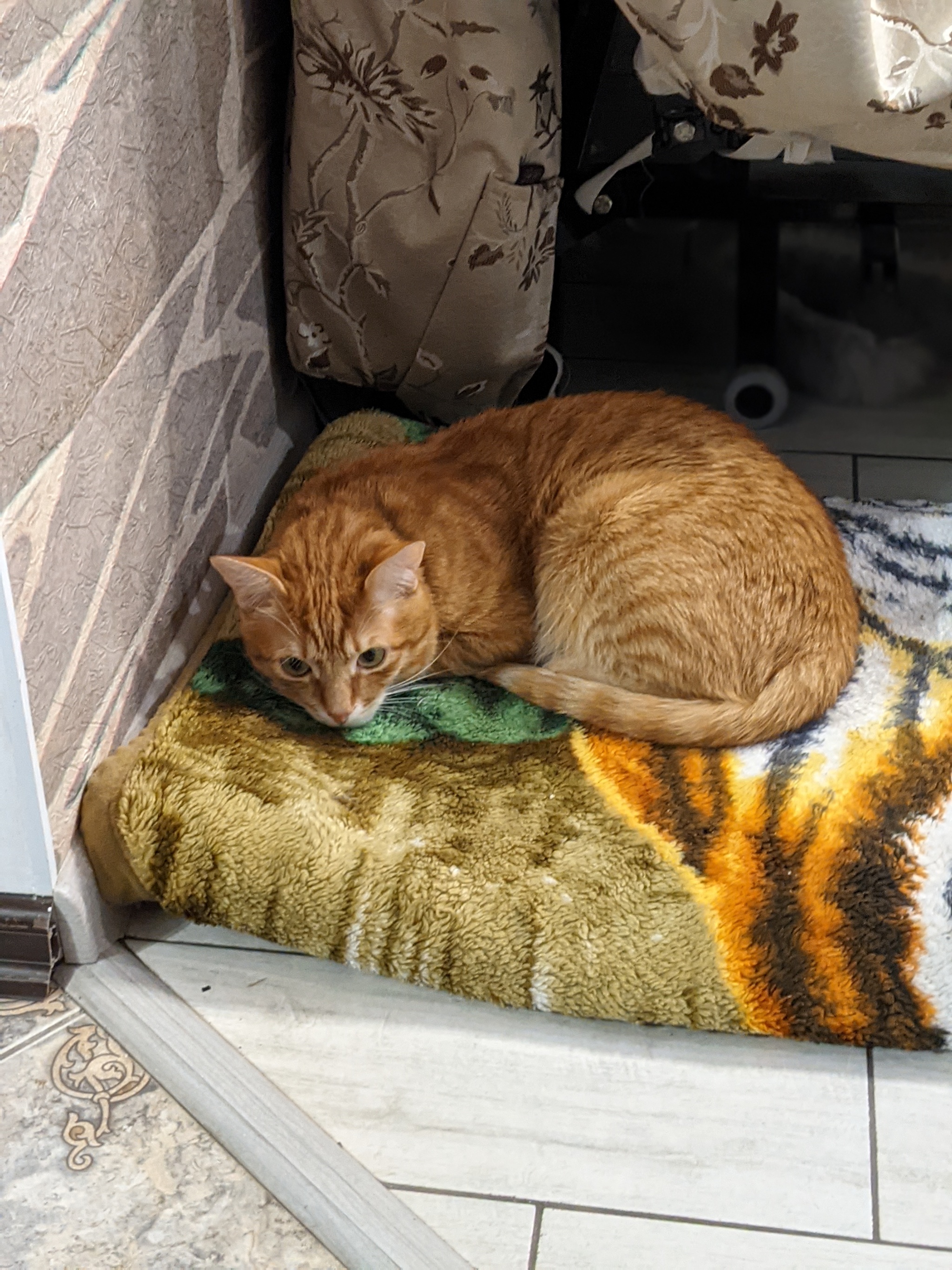 Картинка сытый кот и голодная кошка. Голодная кошка. Голодная кошка и Сытый кот