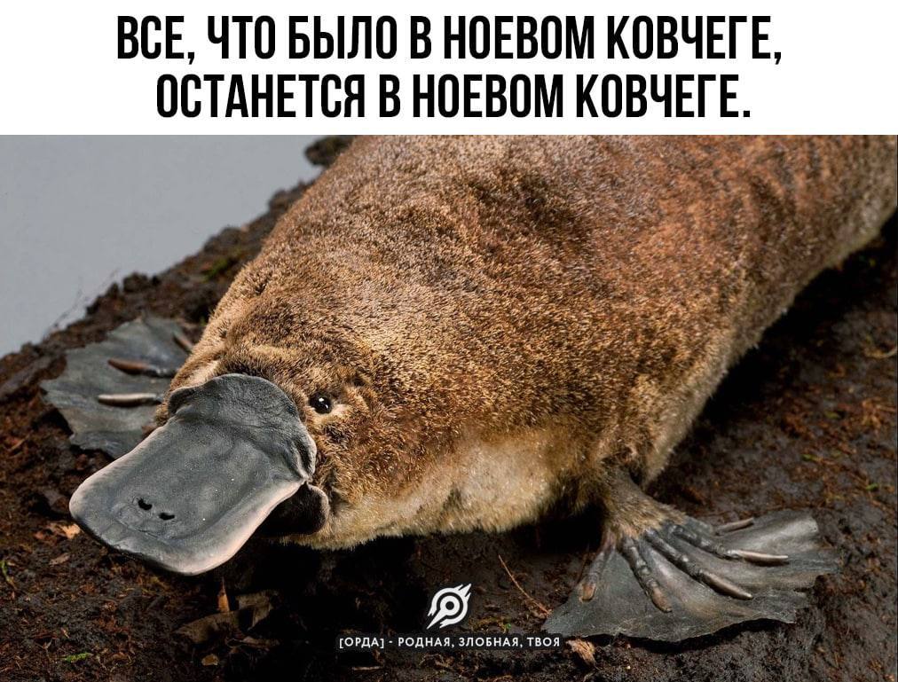 Происхождение утконоса | Пикабу