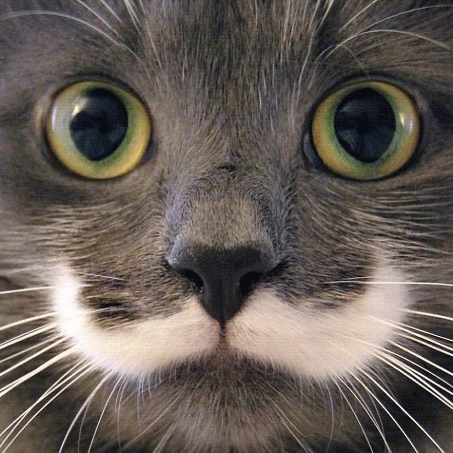 Зачем кошке усы? | Пикабу