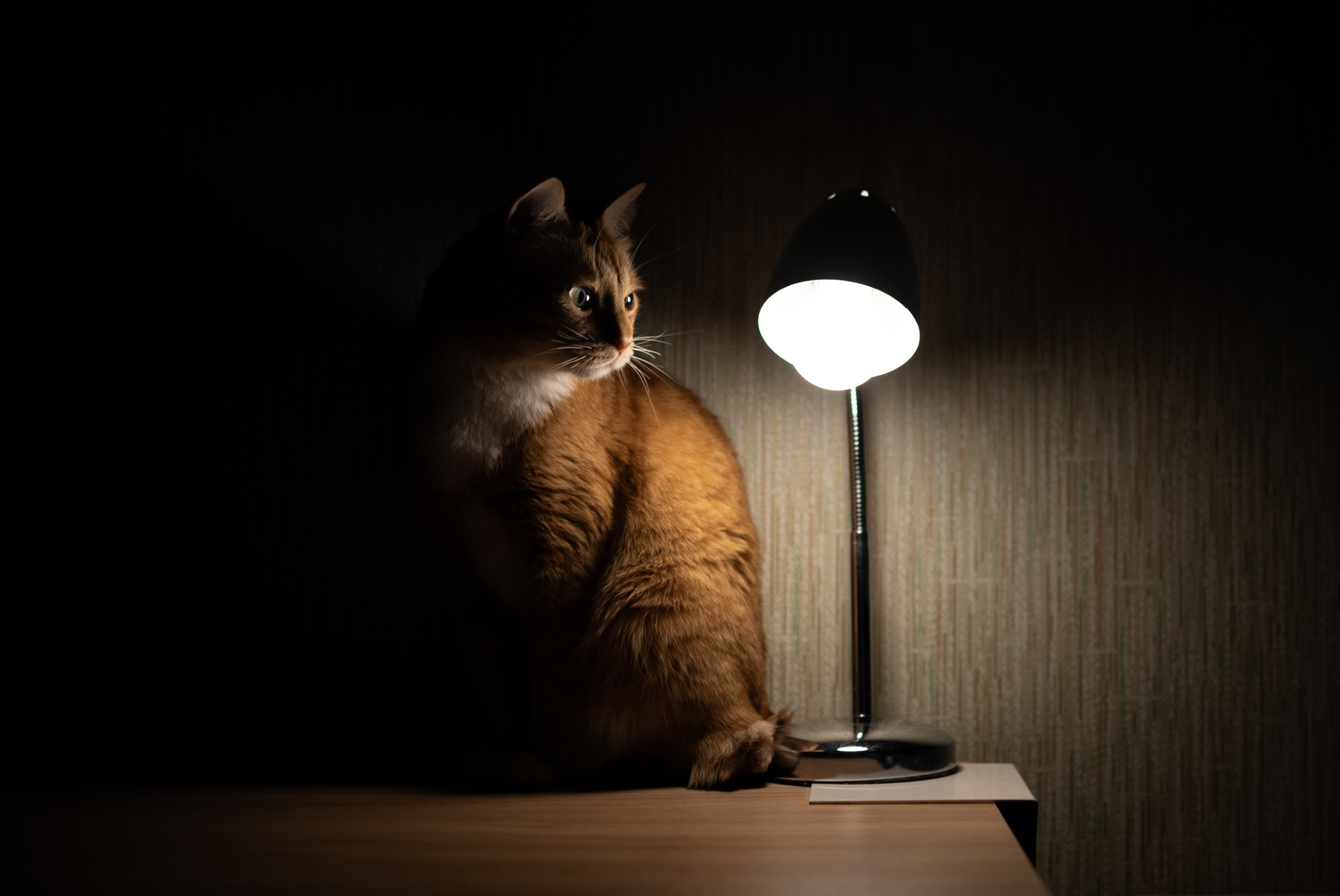 Лампа кот