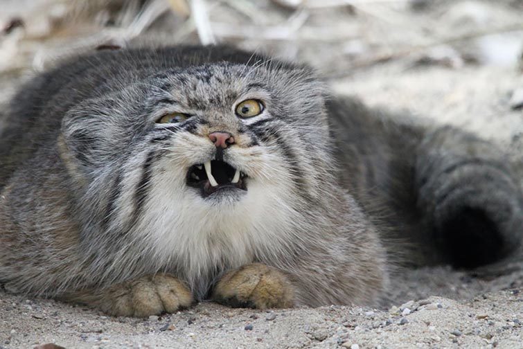Кот Манул - самый выразительный кот в мире | Пикабу