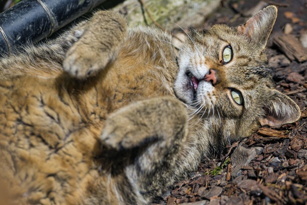 Включи лесные 3. Лесной кот. Кавказский Лесной кот. Лесной кот с человеком. Лесной кот последствие удара.