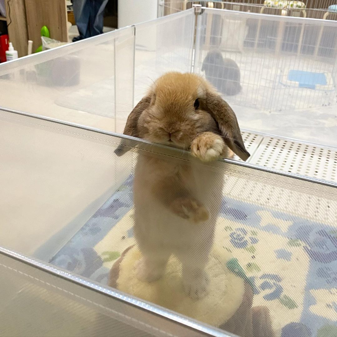 Лапочка кролик | Пикабу