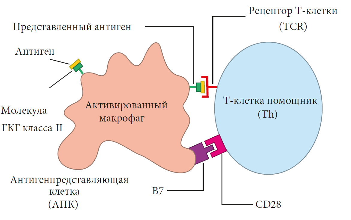 Как работает иммунная система ч. 8 | Пикабу