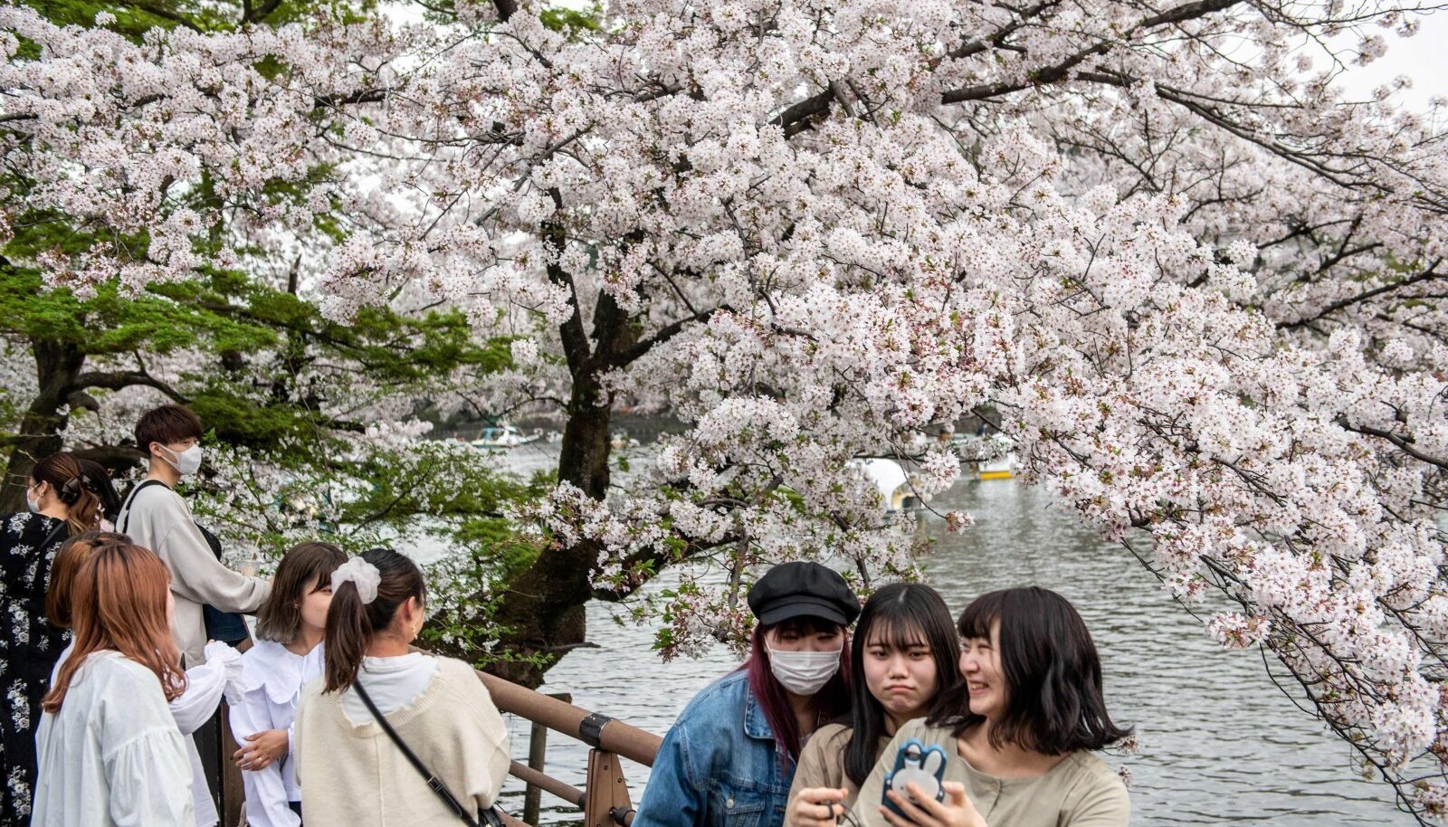 Сакура сейчас. Праздник цветения Сакуры в Японии. Цветение Сакуры в Японии 2023. Цветение Сакуры в Японии 2022. Цветение Сакуры на Окинаве.