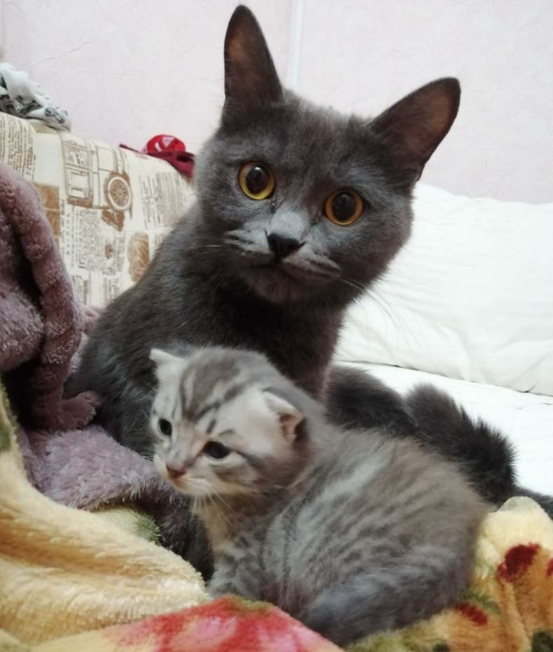Кошка окотилась или окатилась