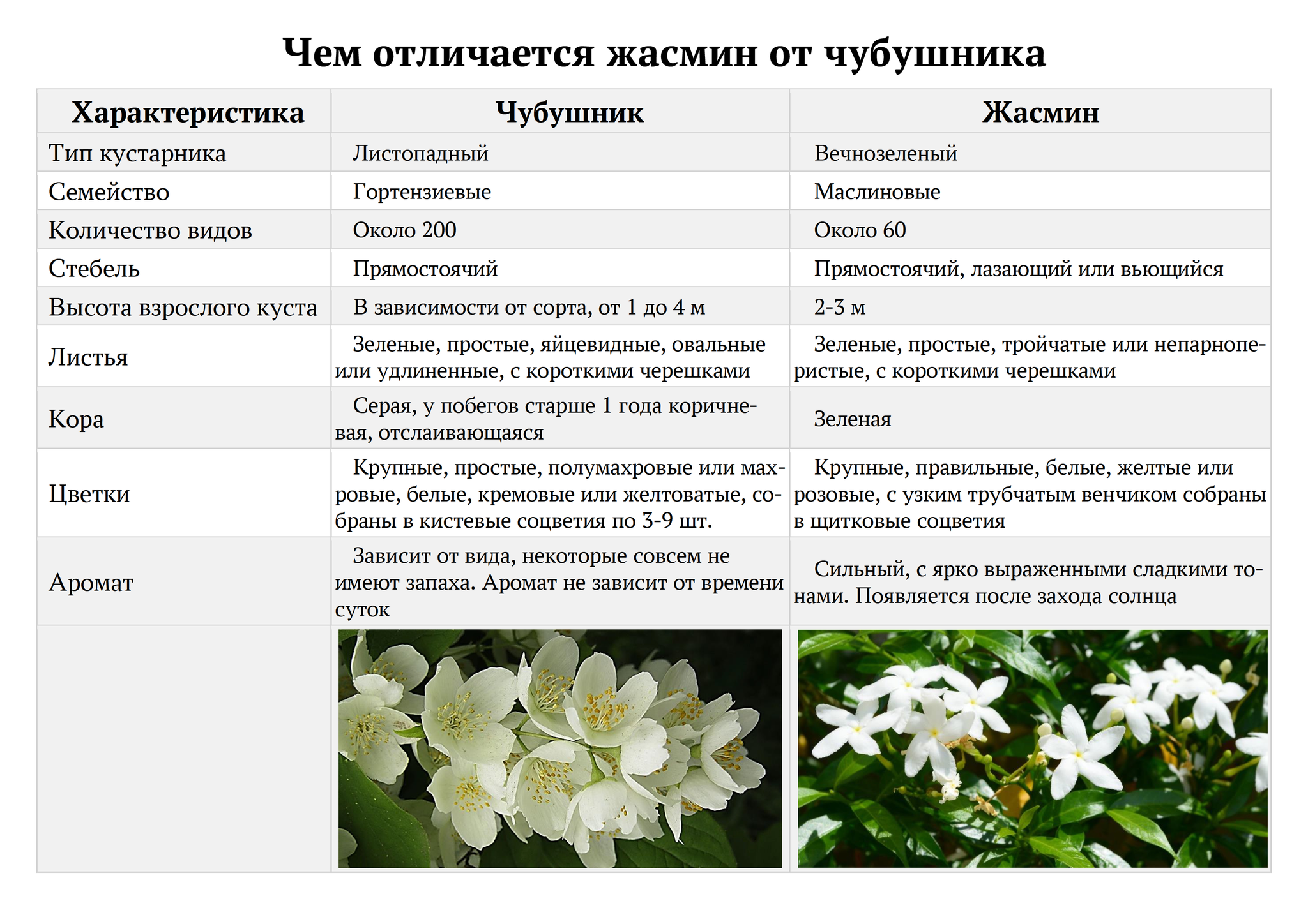      - Jasminum sambac L Aiton   