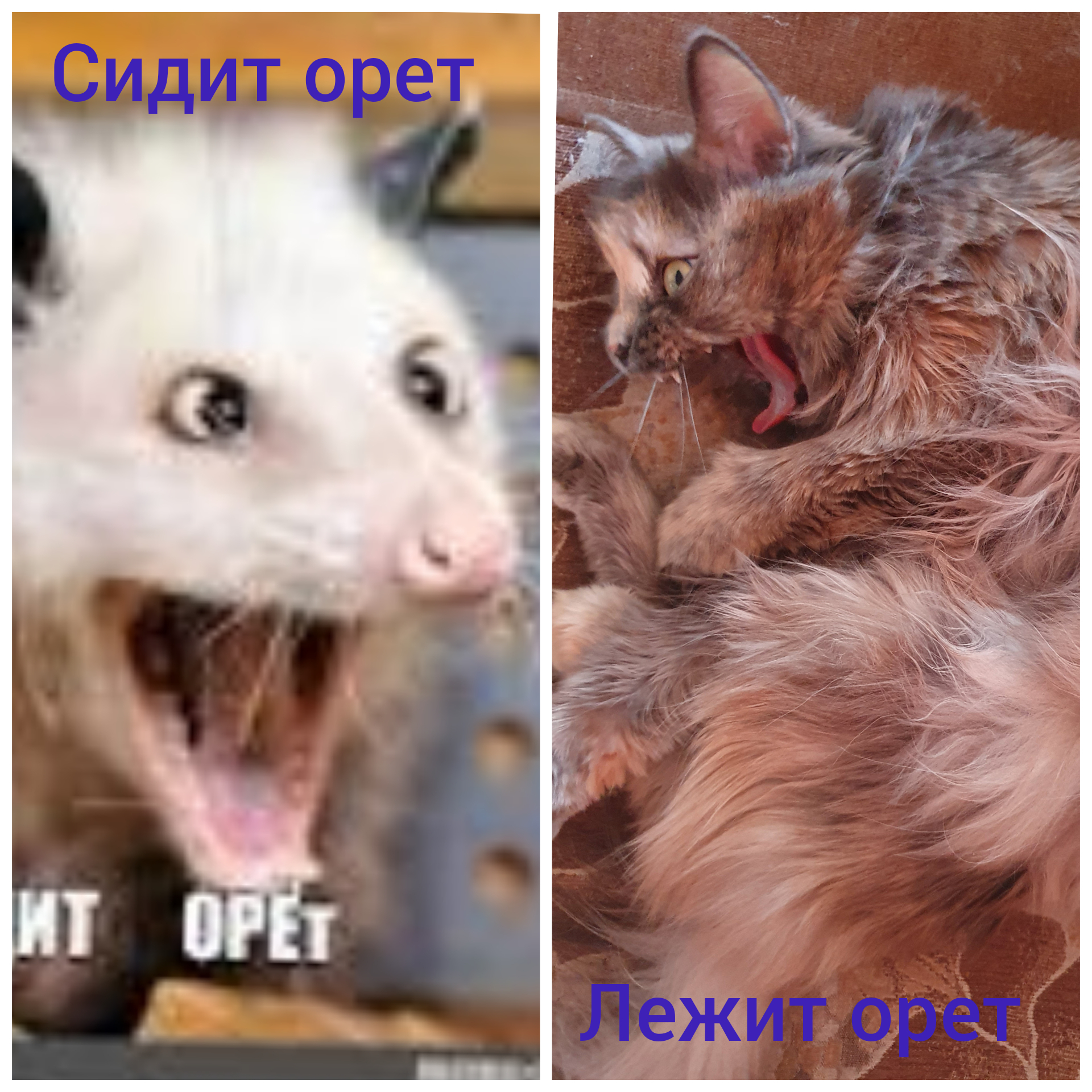 Мем суслик орет