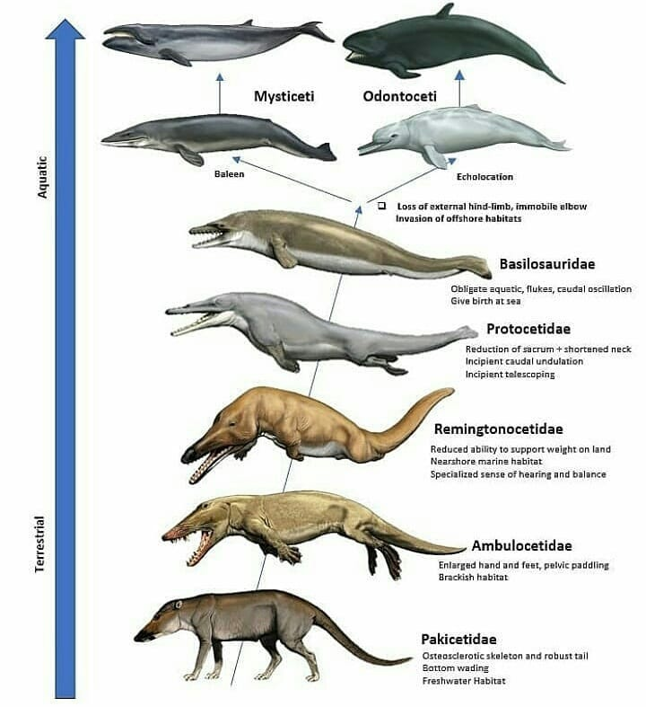 Эволюция китообразных | Пикабу