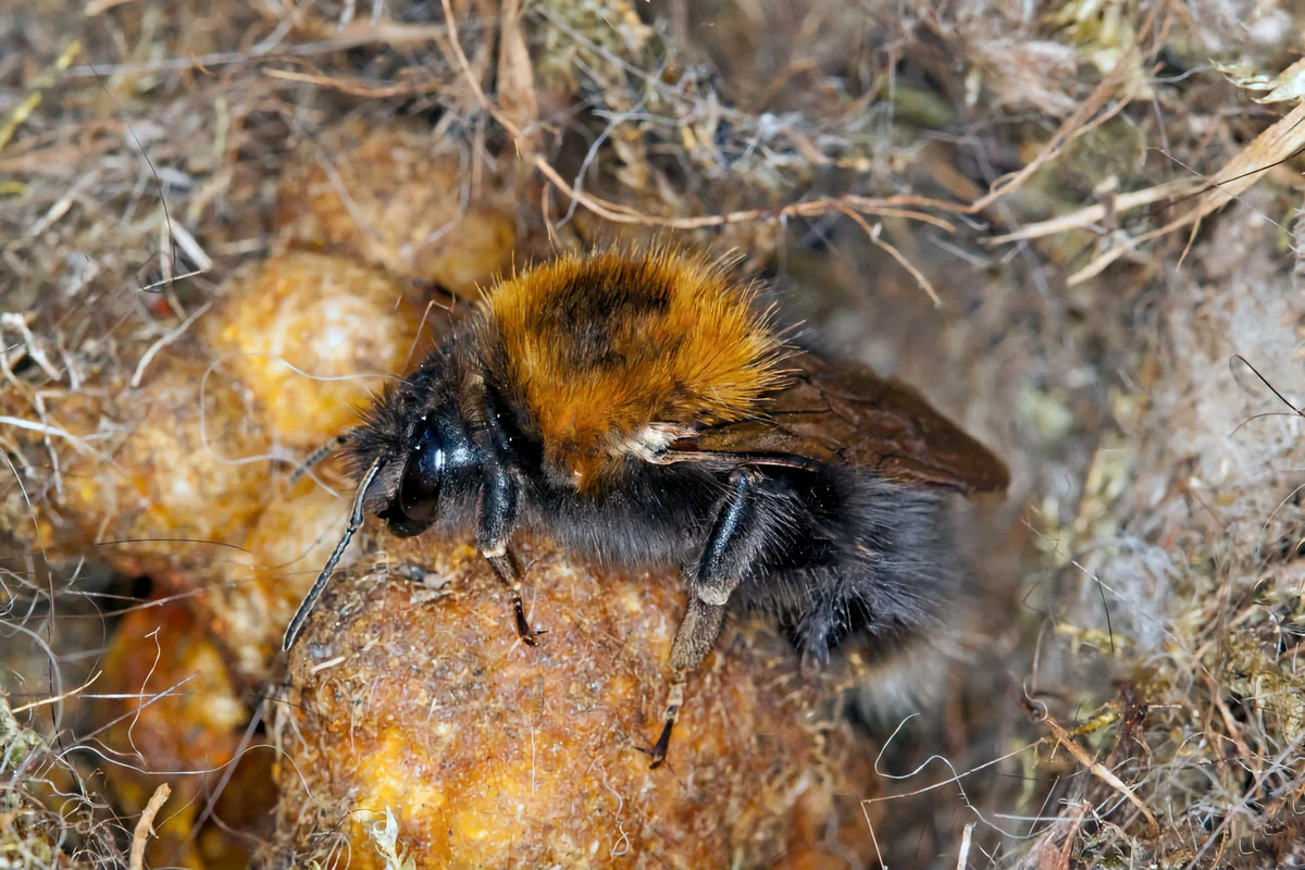 Где живут шмели. Bombus hypnorum. Шмель редчайший Bombus Unicus. Земляные пчелы. Земляные пчелы гнездо.