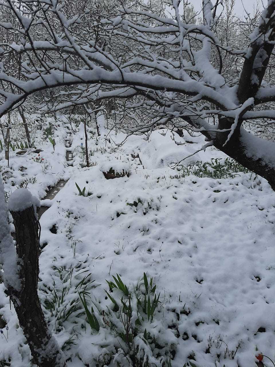 Звенит весенняя вьюга | Пикабу