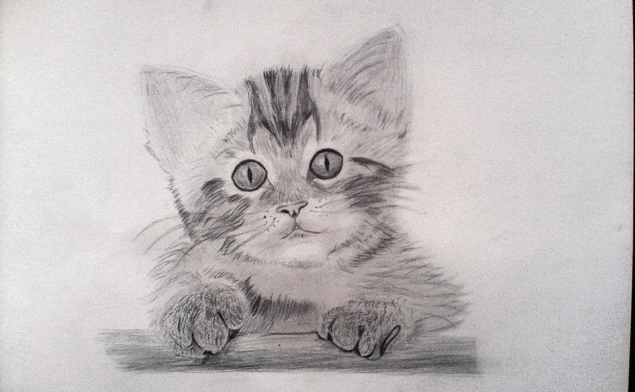 Котенок, рисунок карандашом | Пикабу