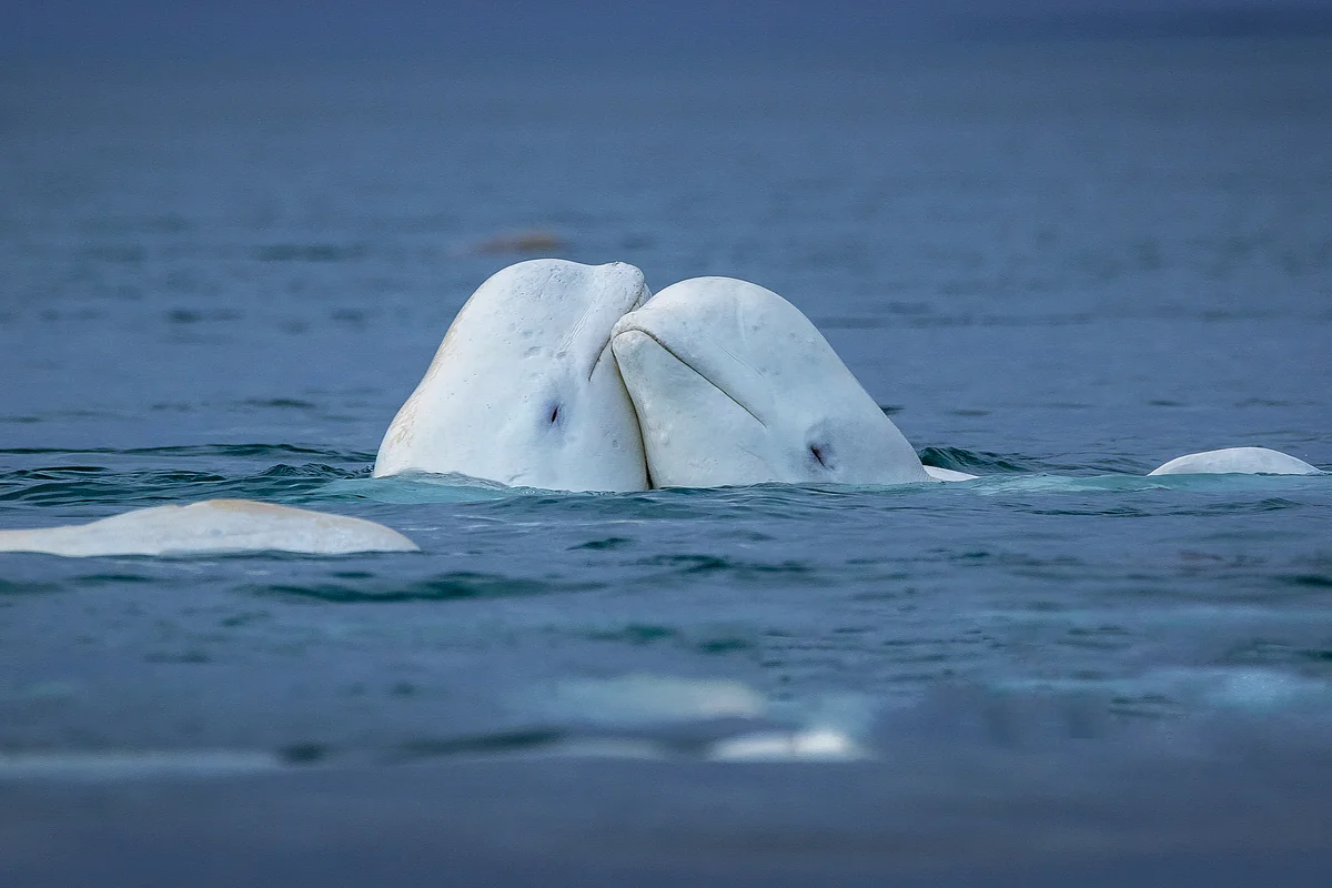 Белуха в белом море