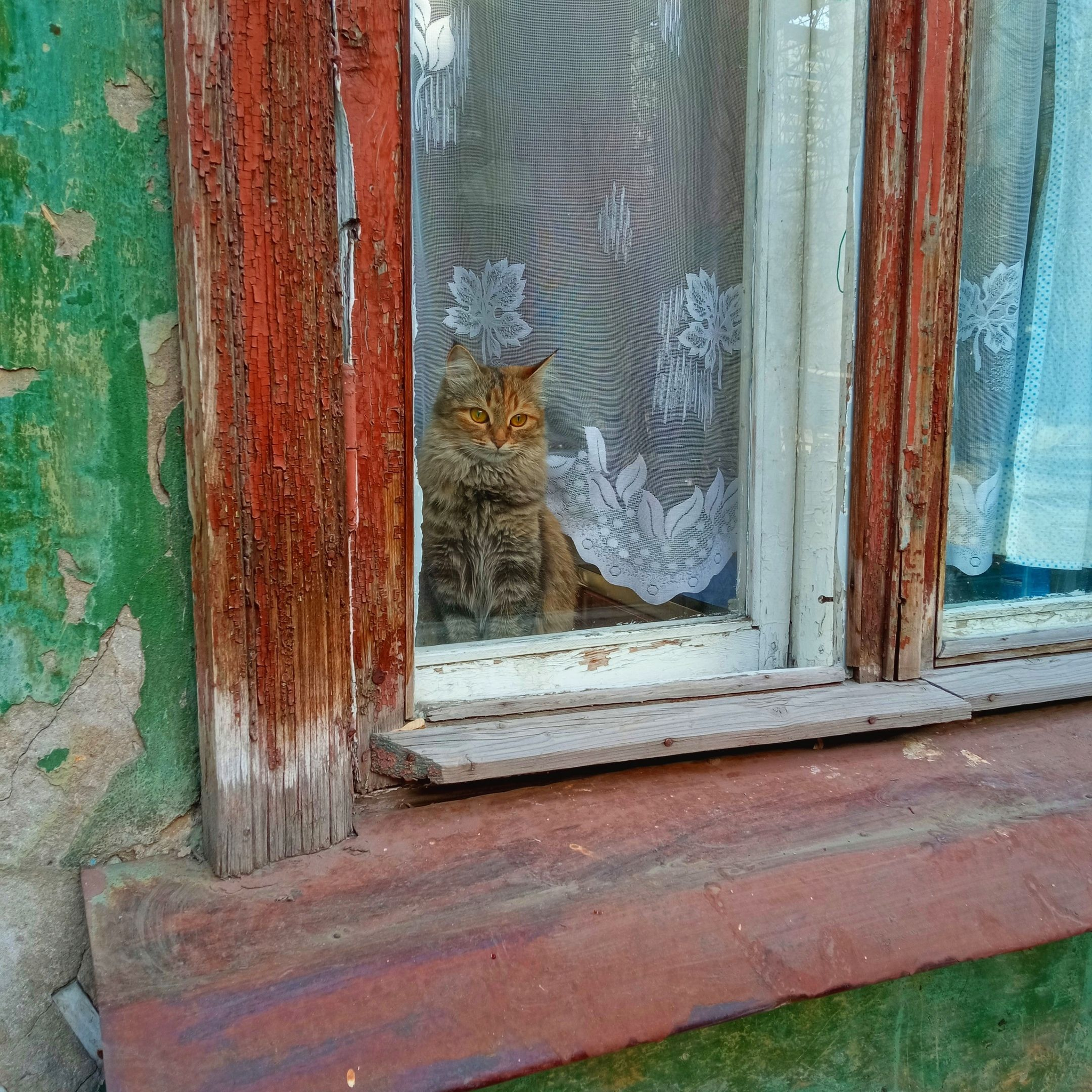 У окошка я сижу, целый день в окно гляжу | Пикабу