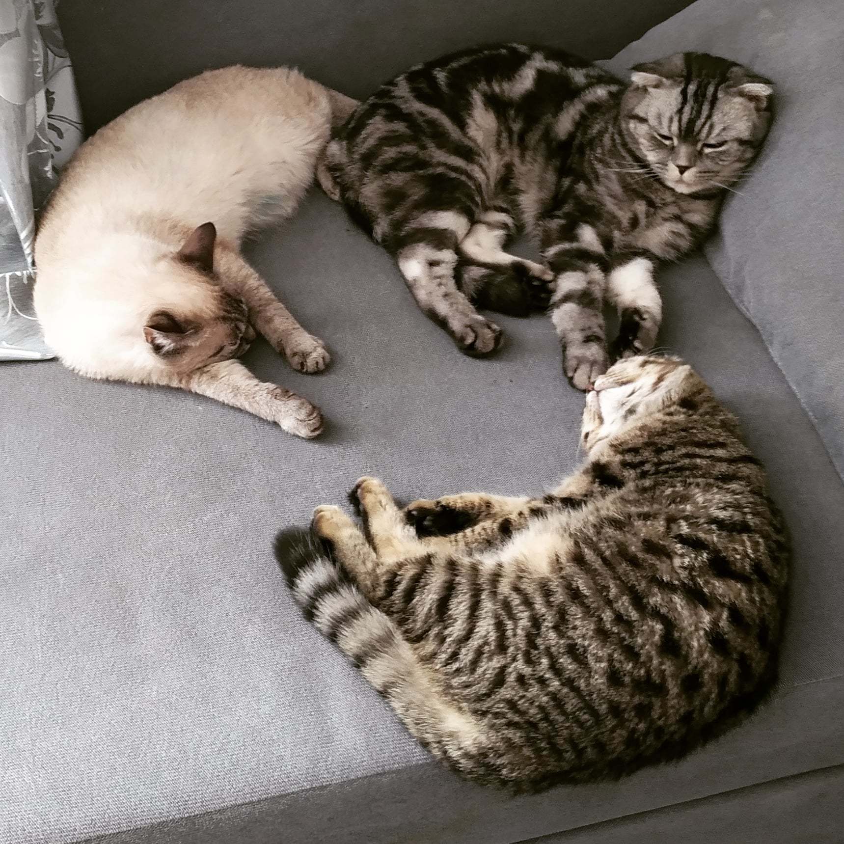 Кототуса | Пикабу