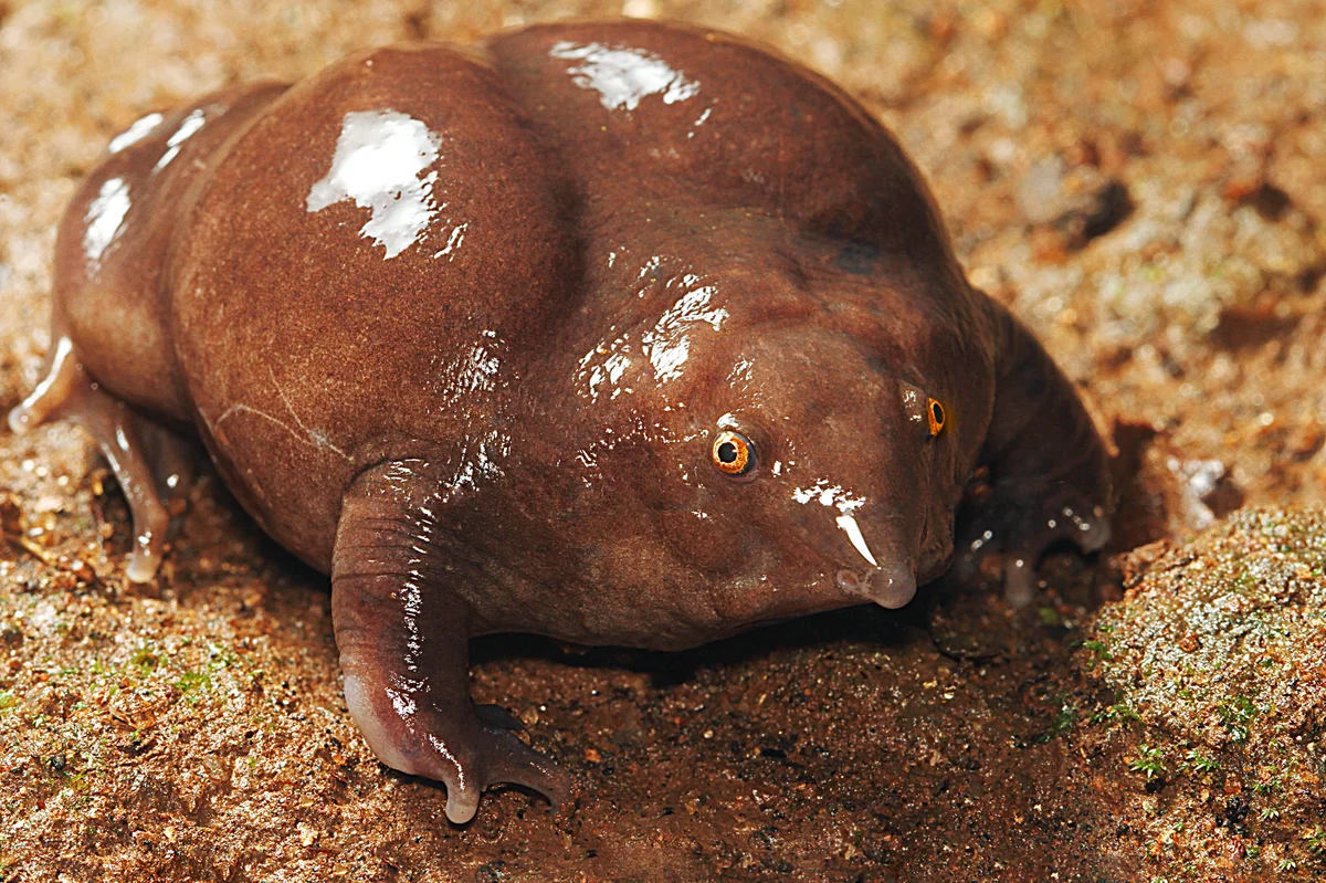 Пурпурная лягушка: несколько фактов о живом ископаемом, дожившем до наших  дней | Пикабу