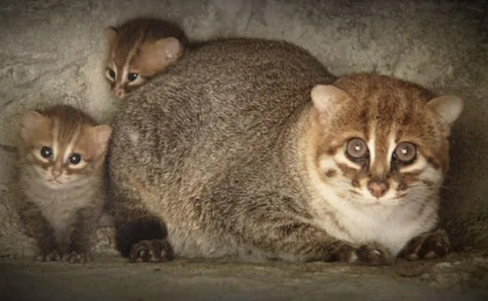 Суматранская кошка: Огромные глаза и воровство сладкой картошки.  «Инопланетный» вид котиков из глухих джунглей | Пикабу