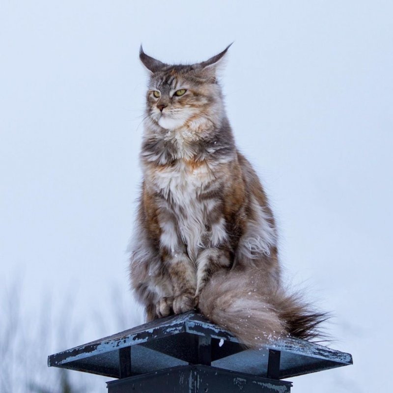 Фотогеничные коты | Пикабу