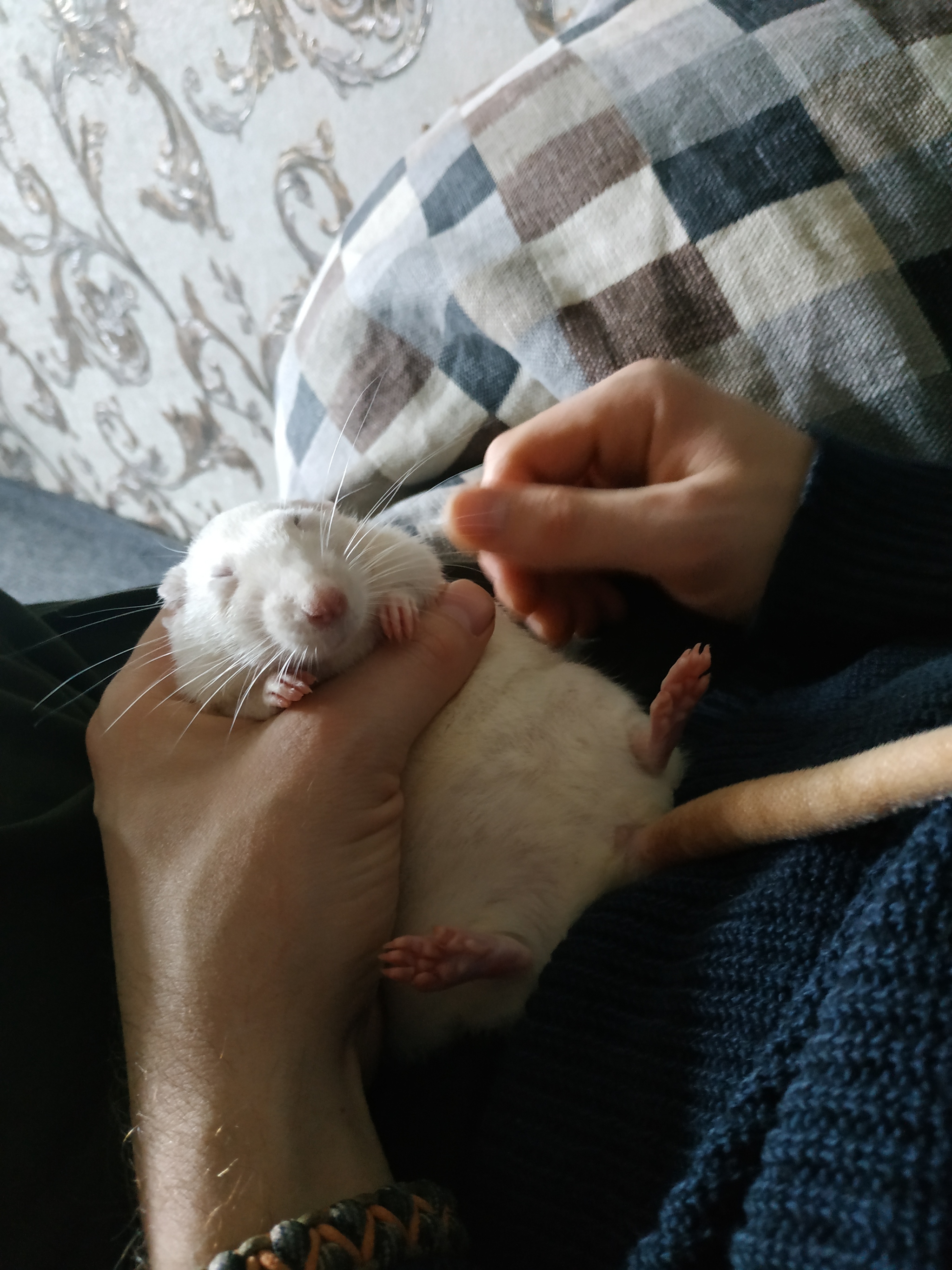 Если крыса спит на руках