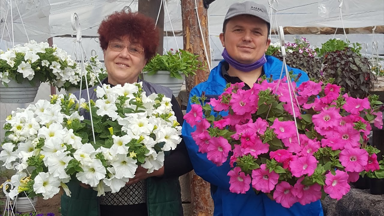Сад и огород своими руками, цветы на даче, полезные советы дачникам и садоводам | zenin-vladimir.ru