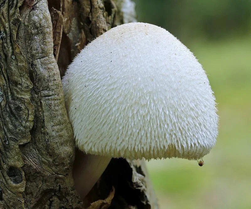 Какие съедобные грибы растут зимой в лесу?