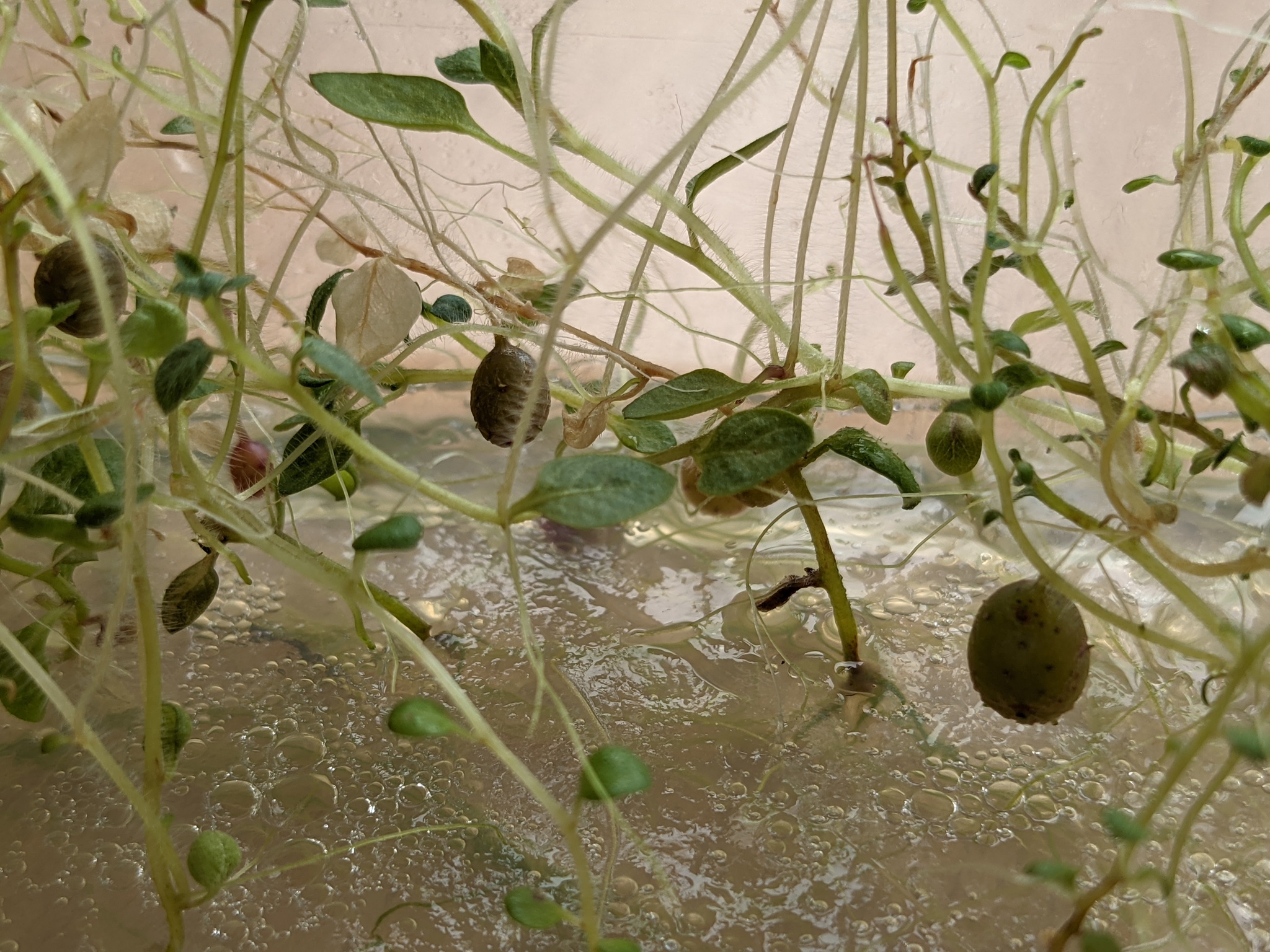 Микроклубни картофеля, выращенного в стерильных условиях | Пикабу