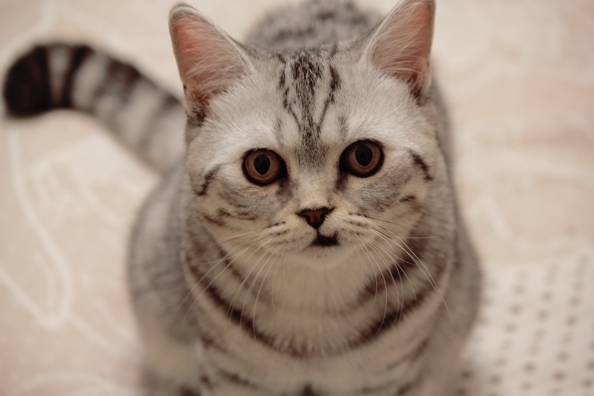 Кот-пират Кеймур | Пикабу