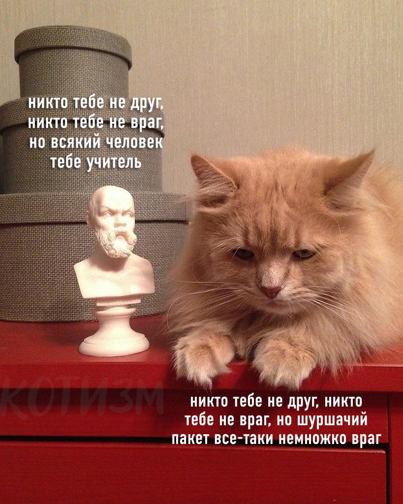 Сократ и кот | Пикабу